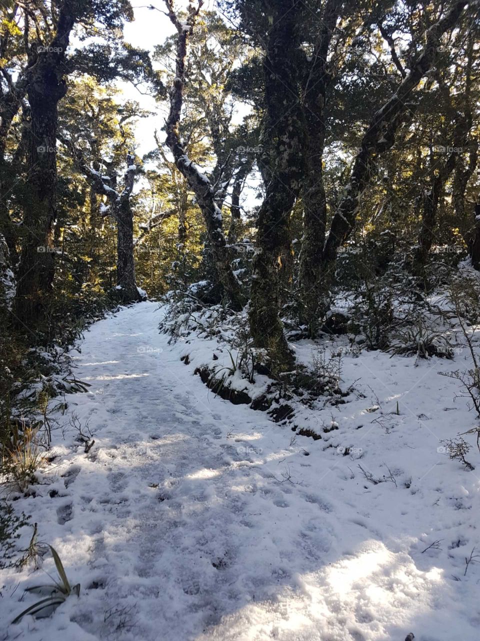 snowy track lined with trees