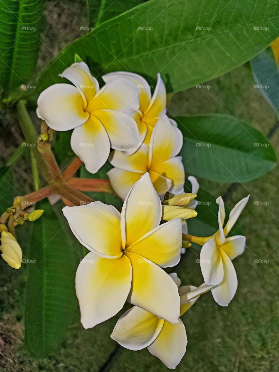 beautiful and fragant plumeria/fangipani