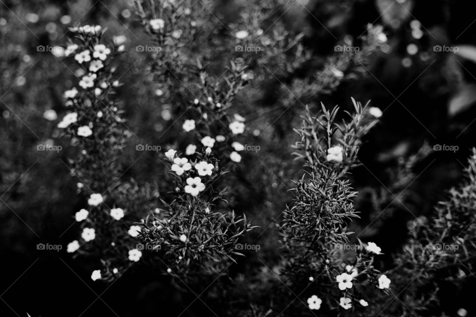 Monochrome image of tiny white flowers