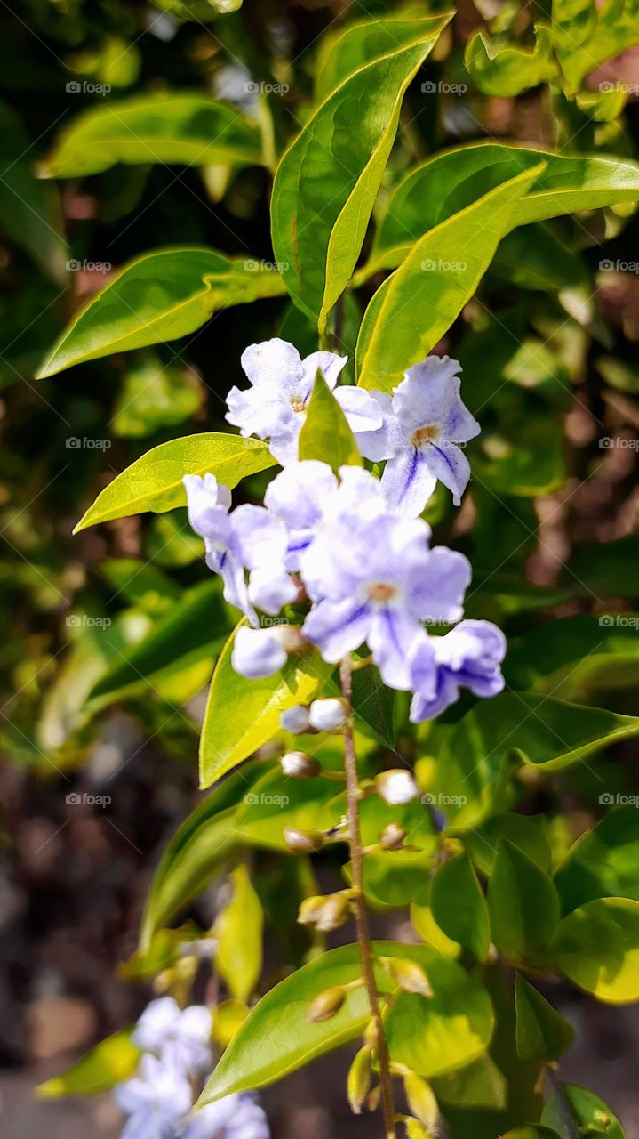 Amazing Flowers, Sky blue Colour, Natural Picture