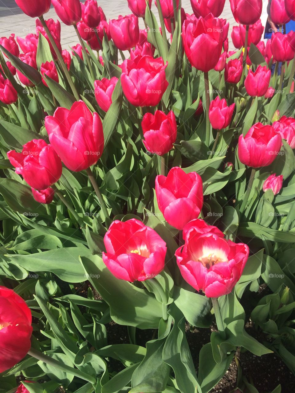 Tulpen - in meiner Lieblingsfarbe pink 🌷