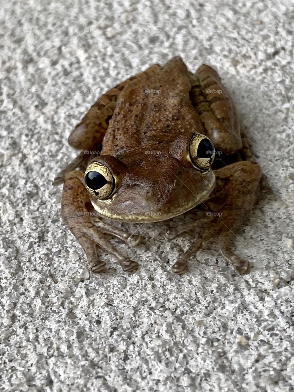 Wild Florida frog 🐸