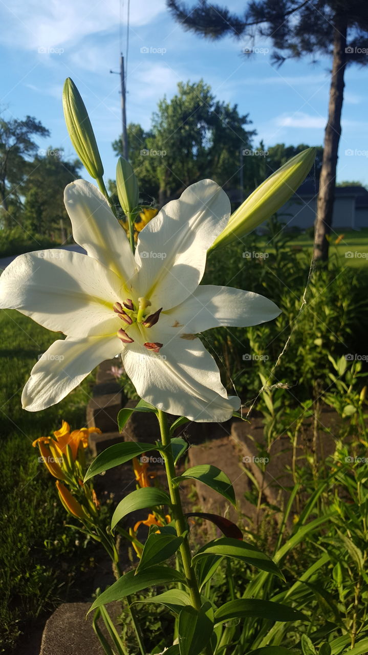 white lillie