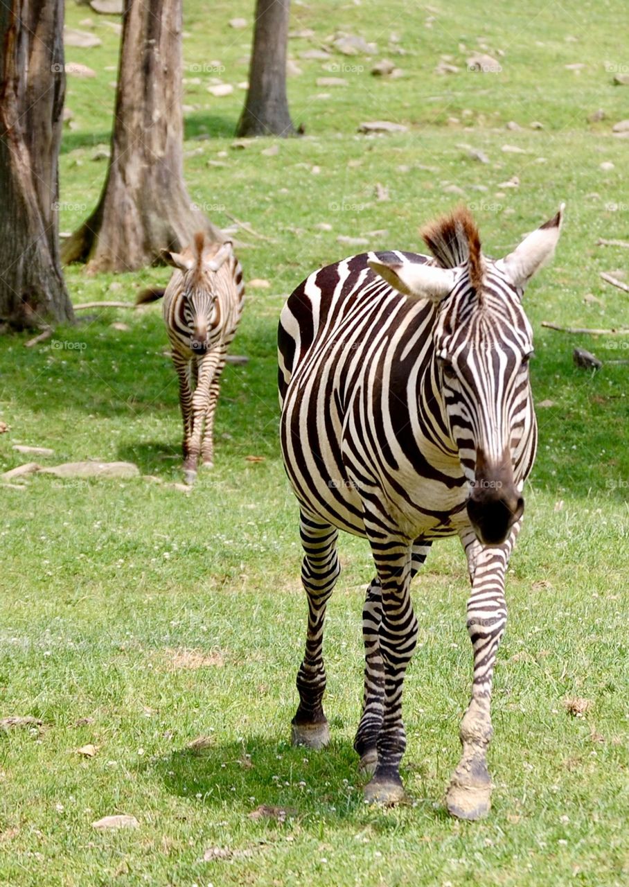 Mother zebra and baby zebra following behind