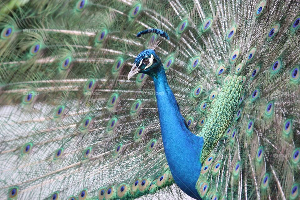 Portrait of a peacock