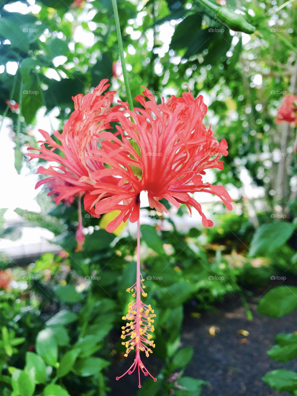 Gorgeous pink flower 