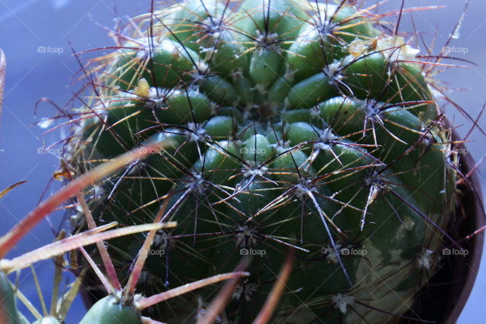close up circular cactus
