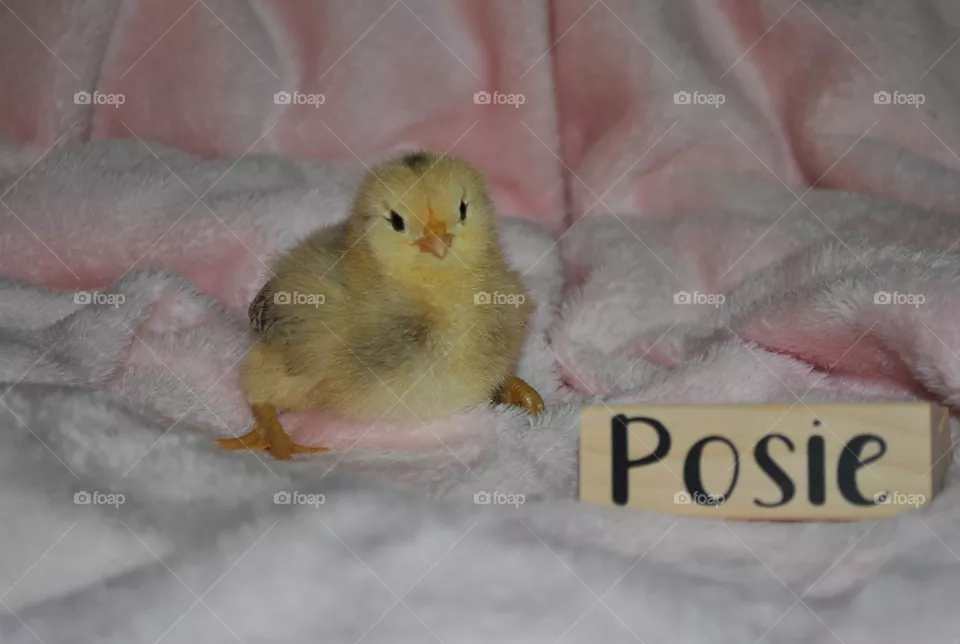 Posie the baby chick 