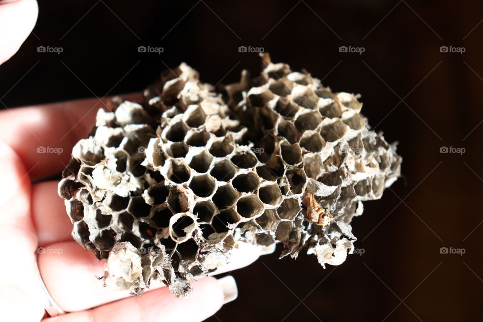 Wasp Nest