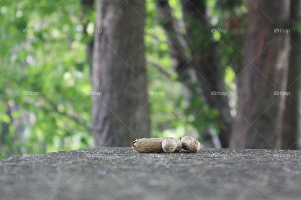 Wood, No Person, Nature, Tree, Outdoors