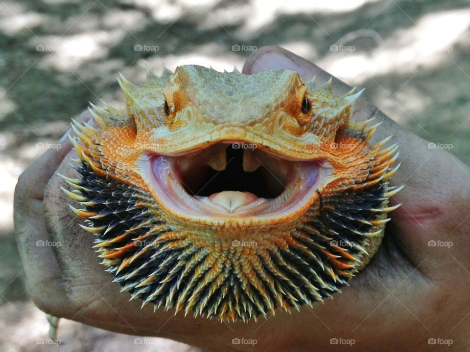 Happy Bearded Dragon