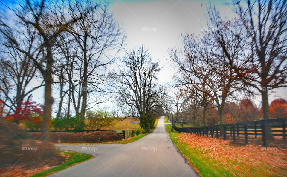 Country road take me home... road among the horse farms in Kentucky 