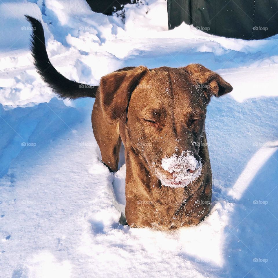 Snow Dog