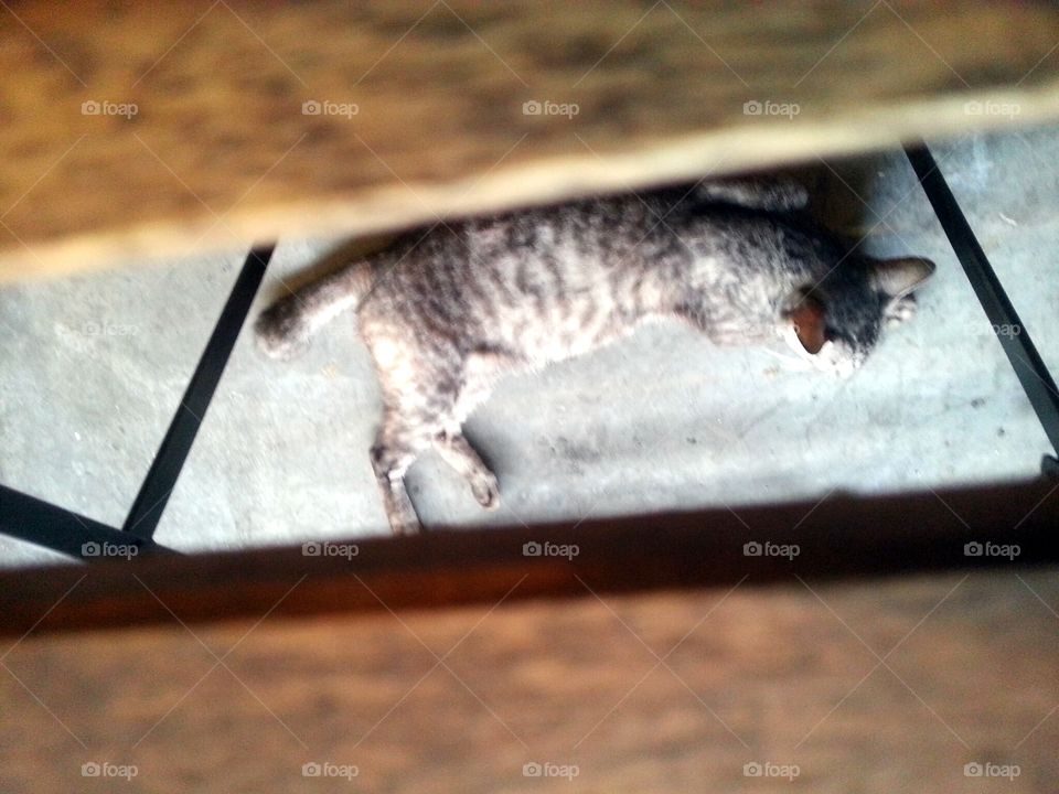 Cat sleeping under table