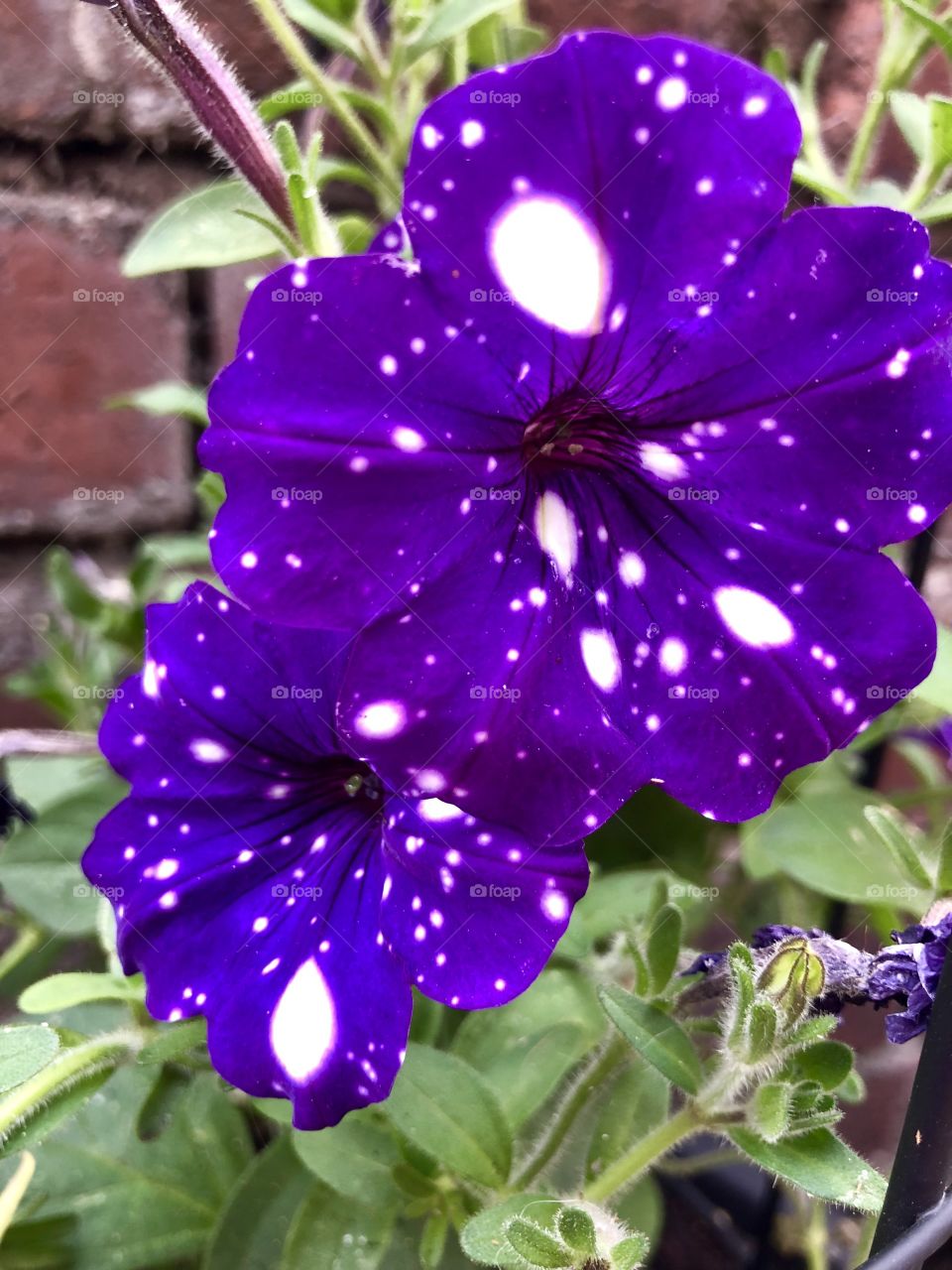 Pretty Purple Nightsky Petunia flowers. 