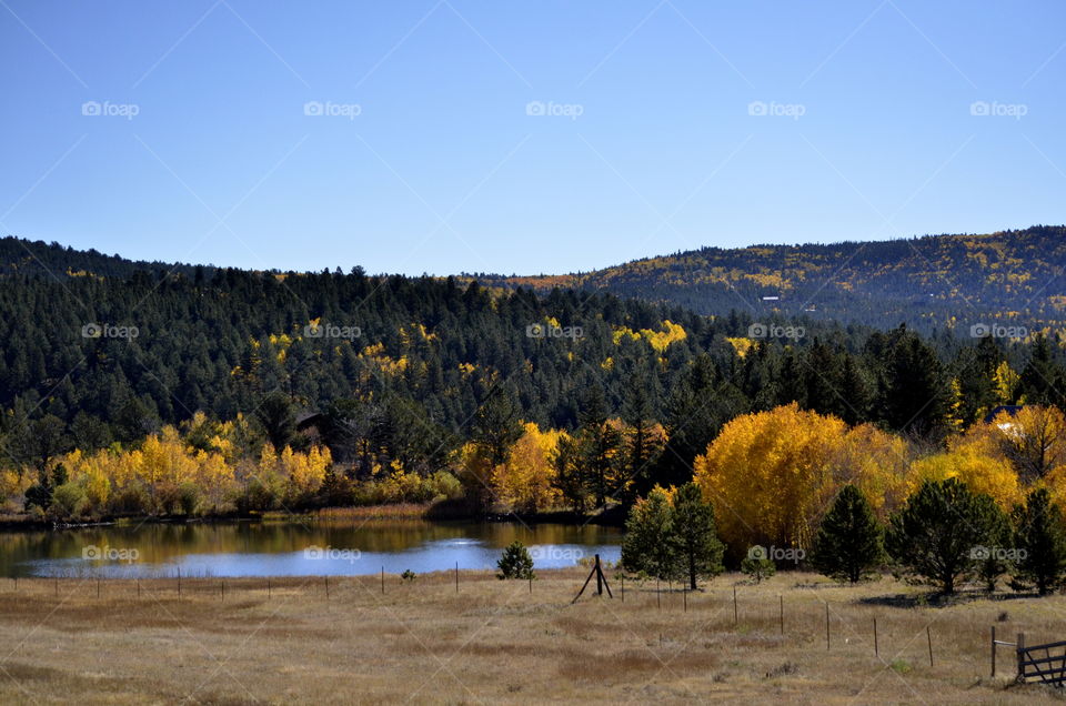 Scenic view of river during autumn in forest