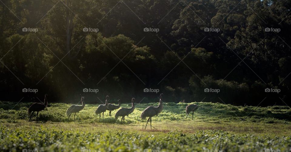Kangaroos watch Emus in south Western Australia 