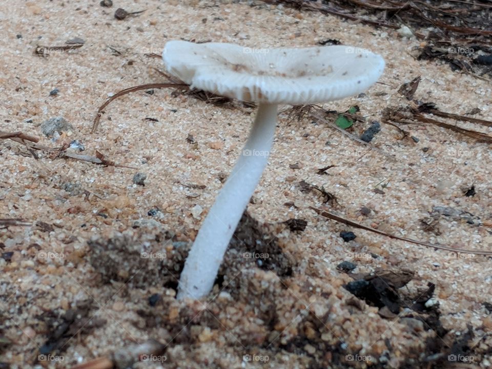 Mushroom