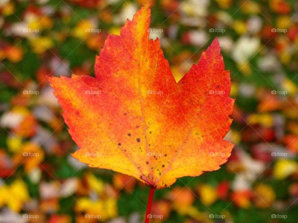 A beautiful orange Autumn leaf shines bright before a background of freshly fallen New England leaves.