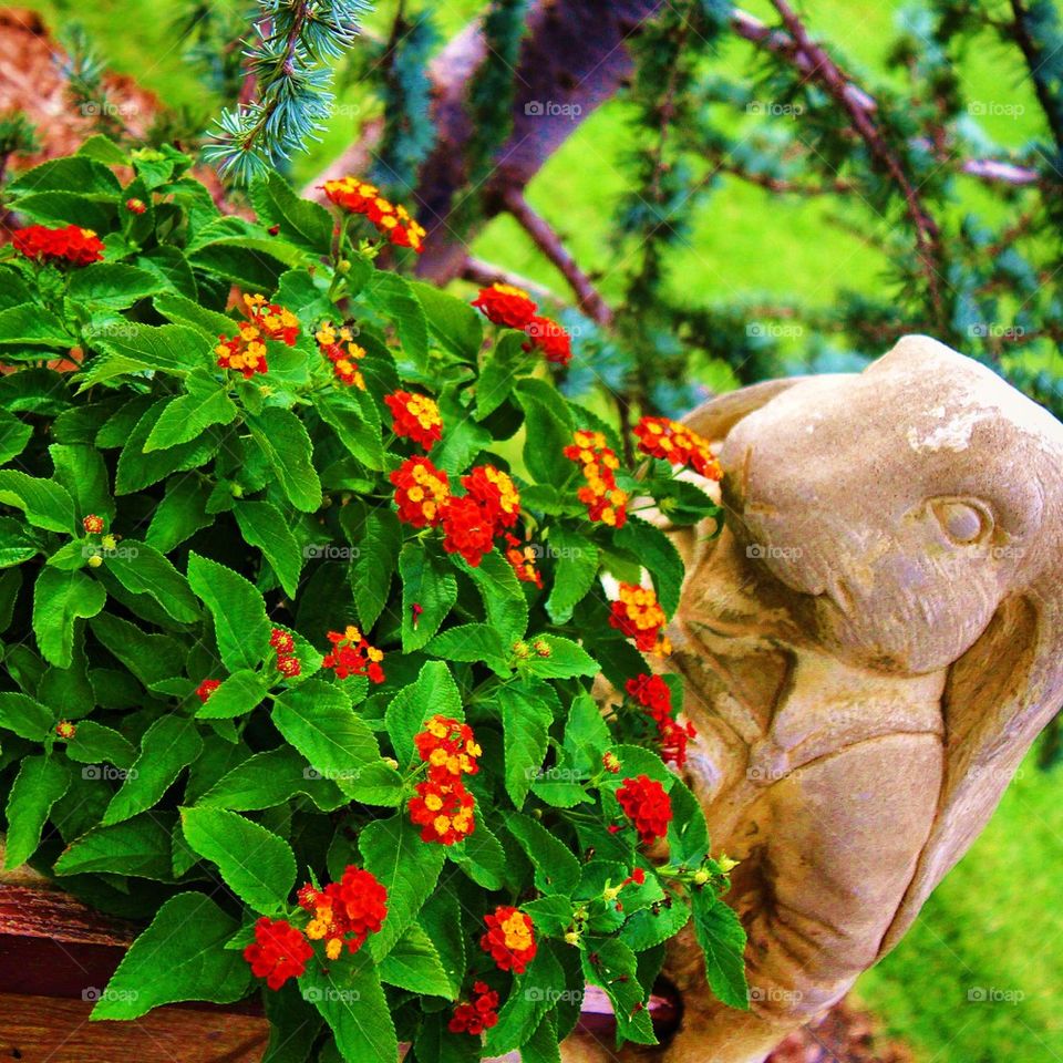 Garden Bunny