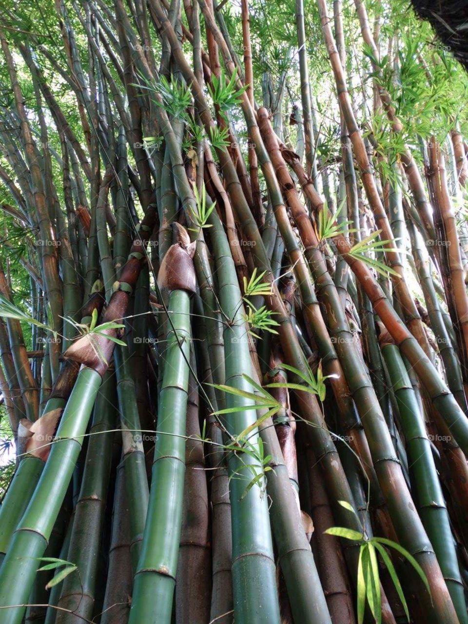 plants,  bamboo