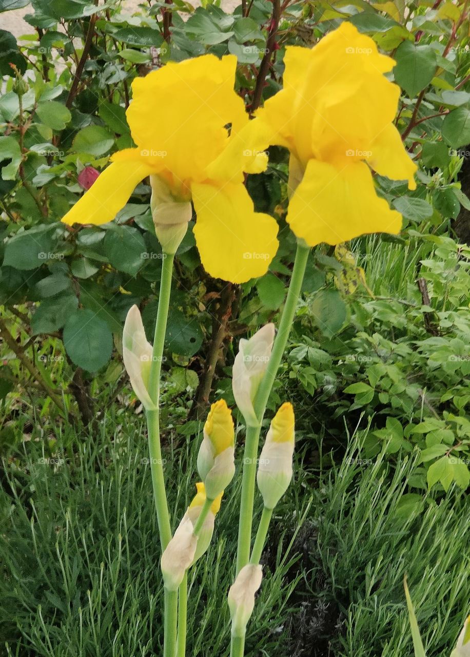 City sidewalk yellow iris