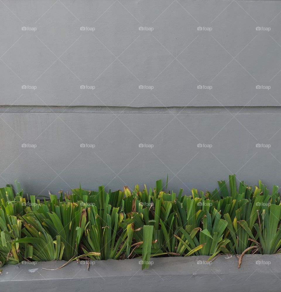 plants on the edge of the wall that has been trimmed