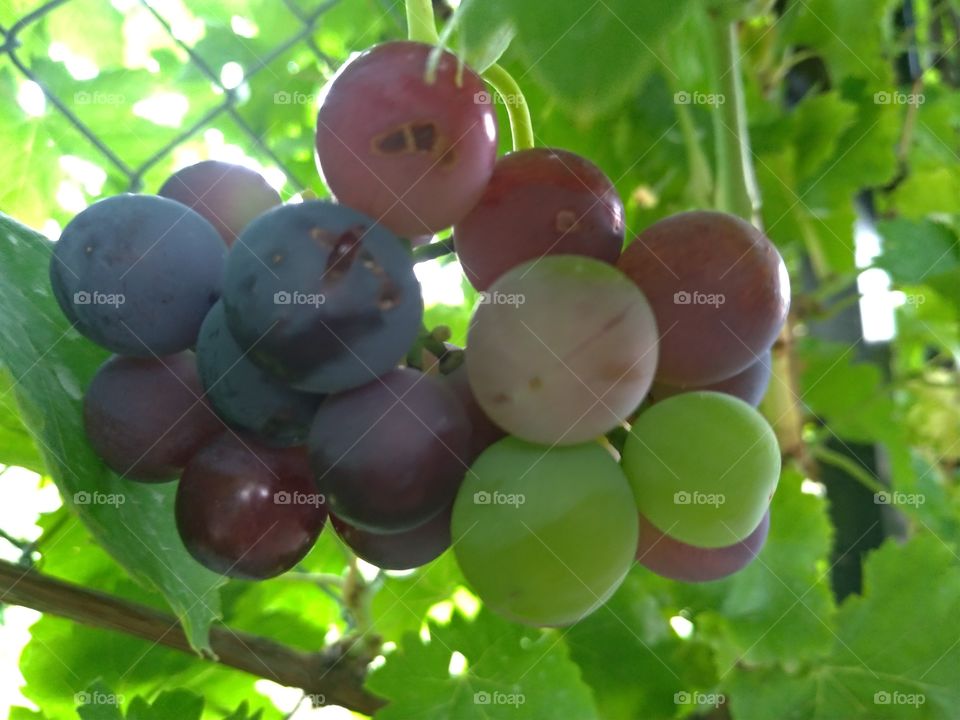 Uvas madurando en la parra
