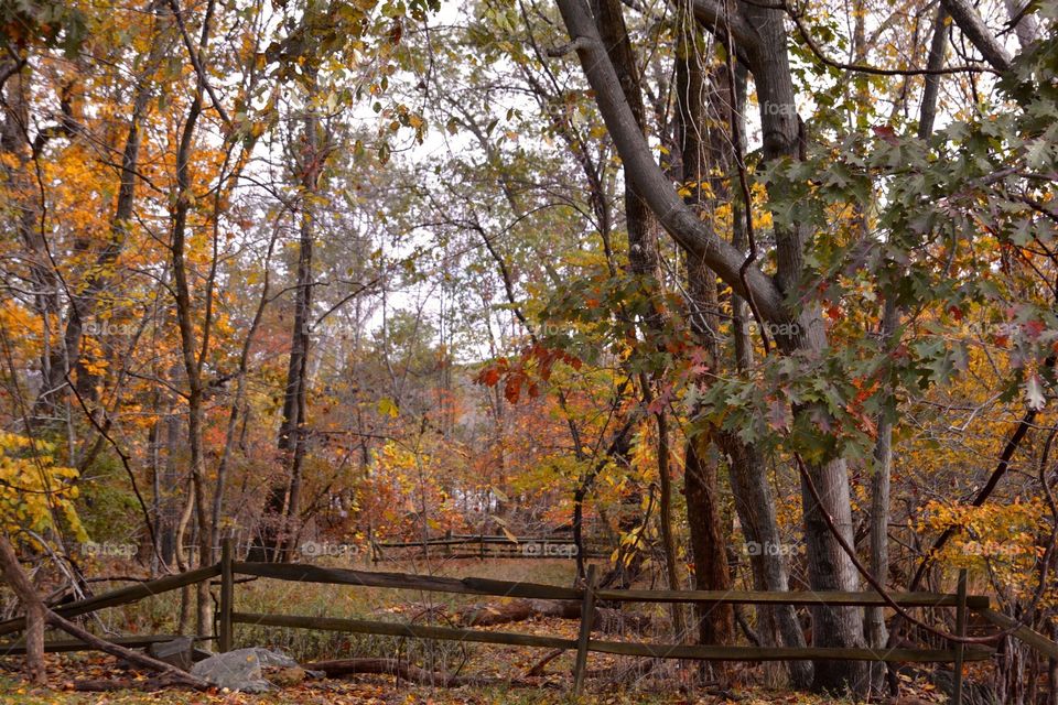 Autumn Trail