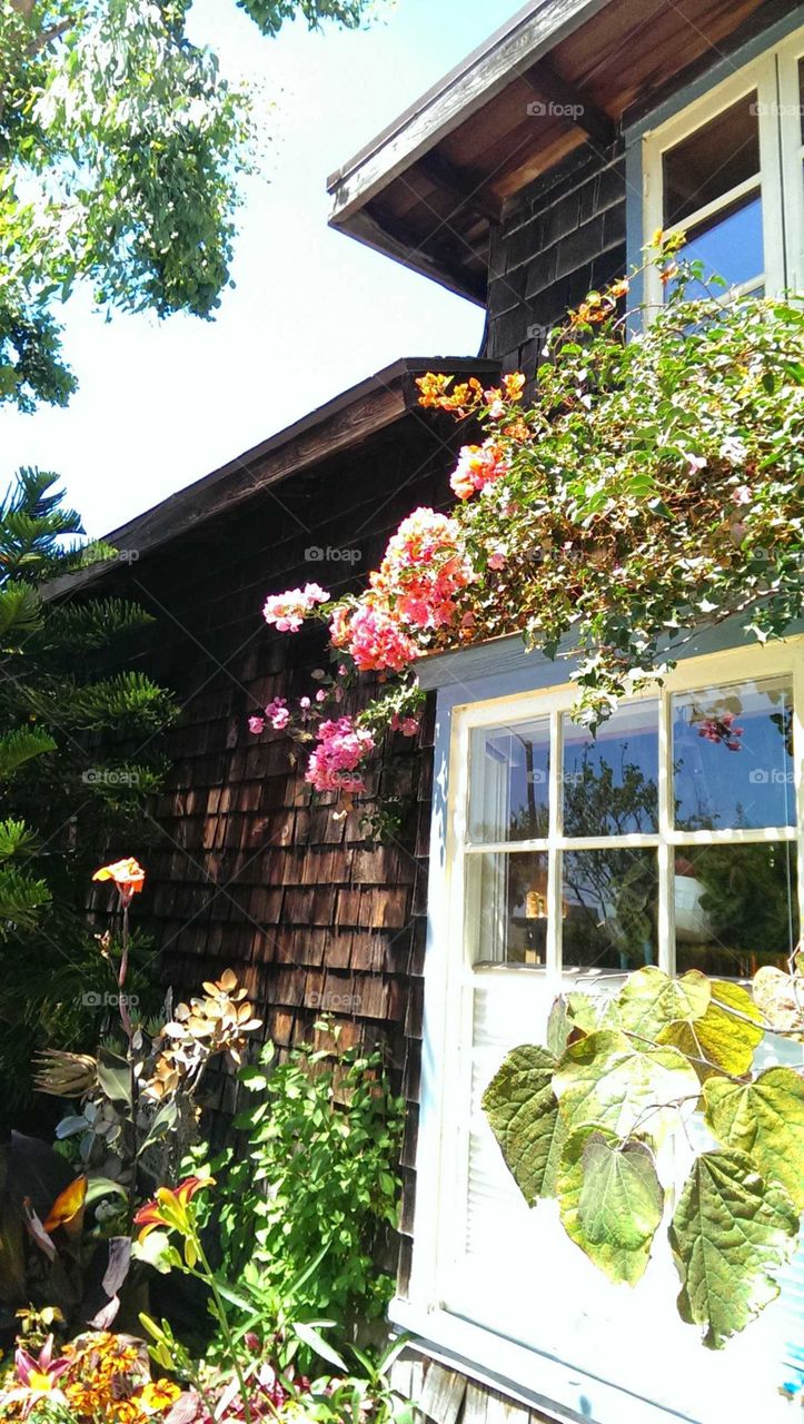 Close of florals on the side of a bungalow in San Clemente, California