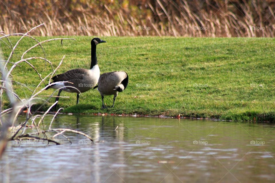 Fall Migration