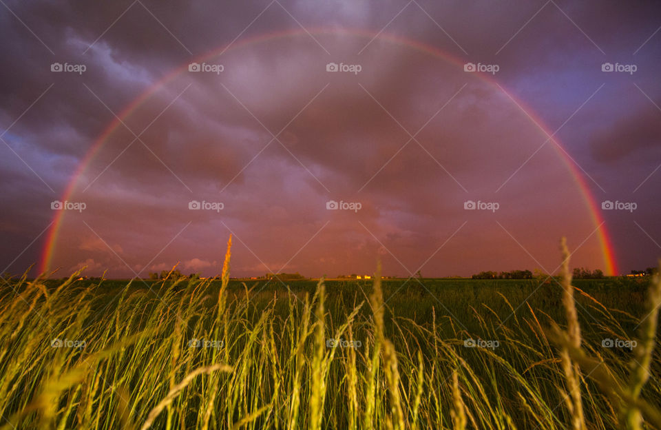Illinois Rainbow