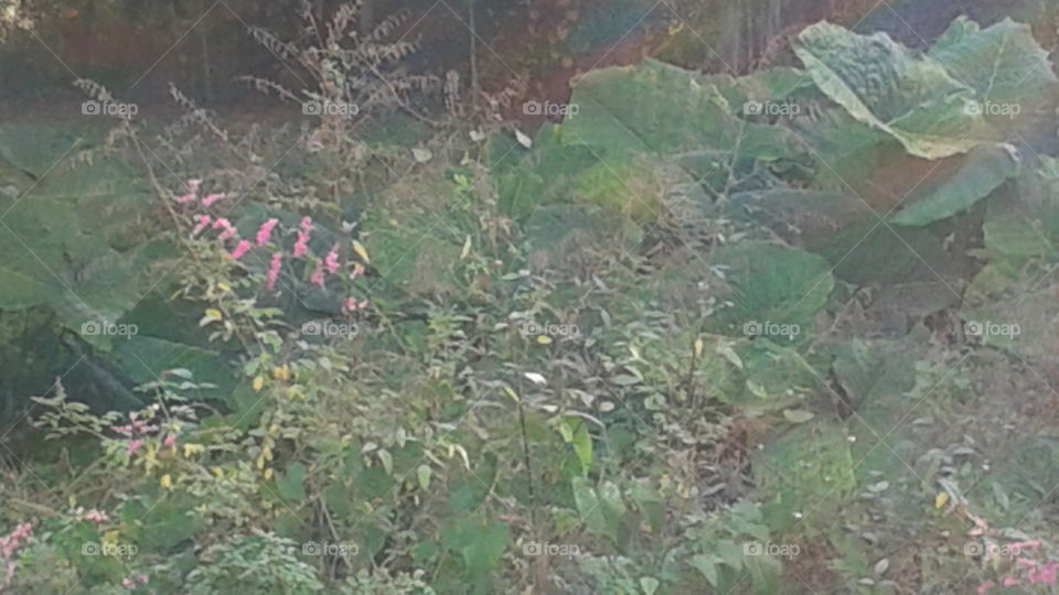 Nature. Pink flowers growing by a retention pond.