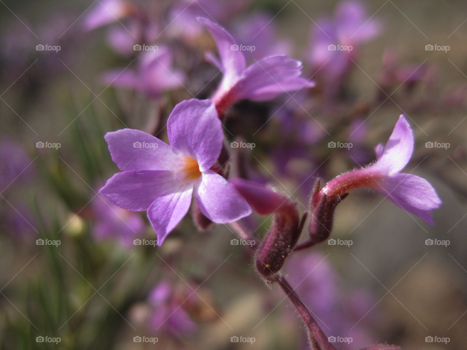 flowers purple by Tuvezz