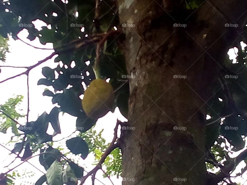 Jackfruit