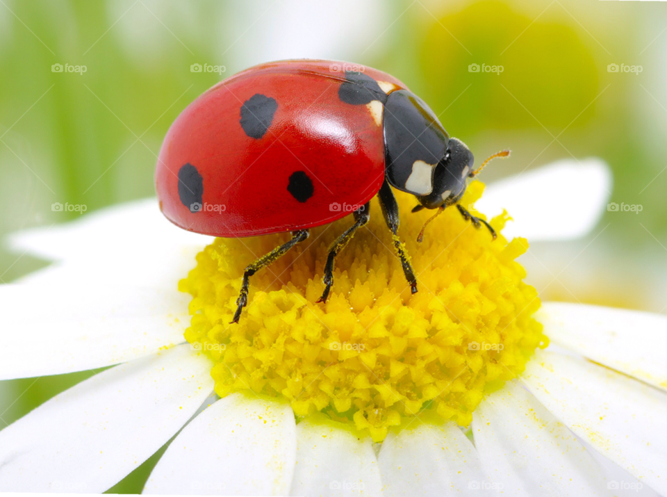 Beautiful ladybug on a daisy flower.