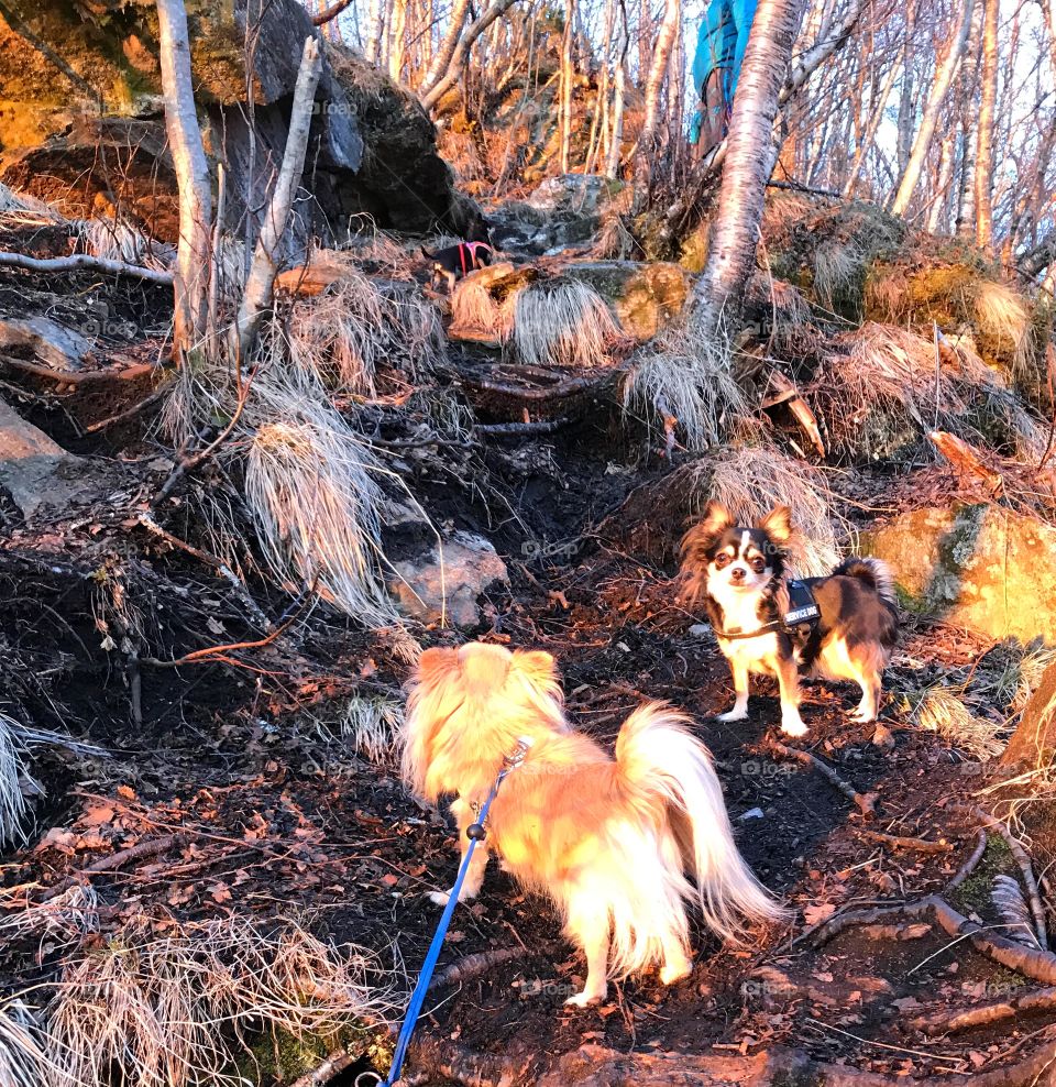 Chihuahuas and the woods