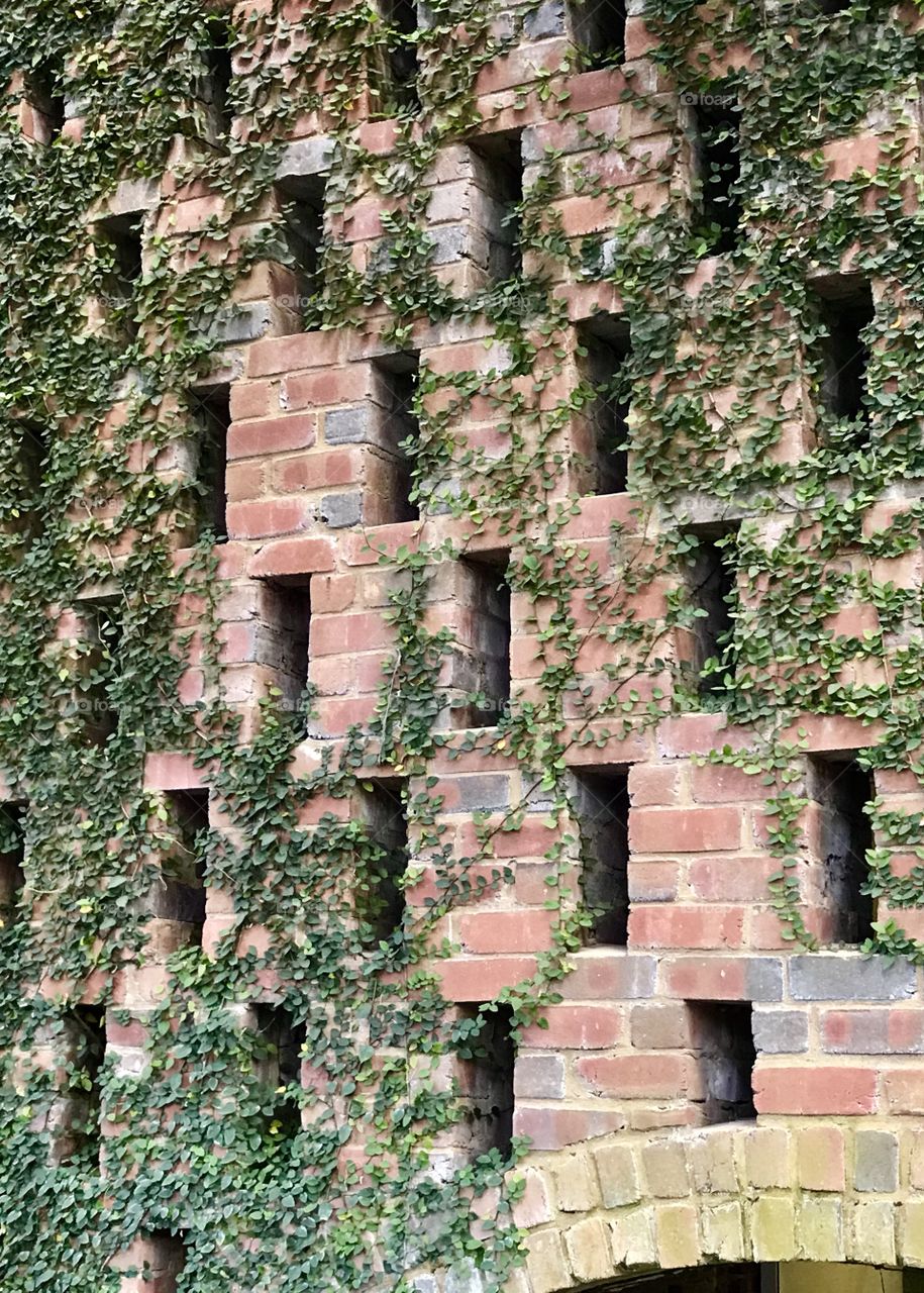 Climbing vines on brick wall 