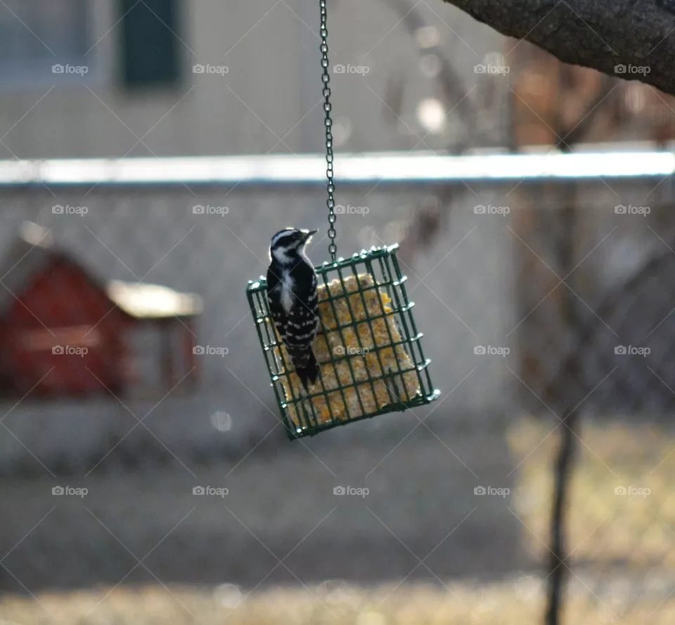woodpecker