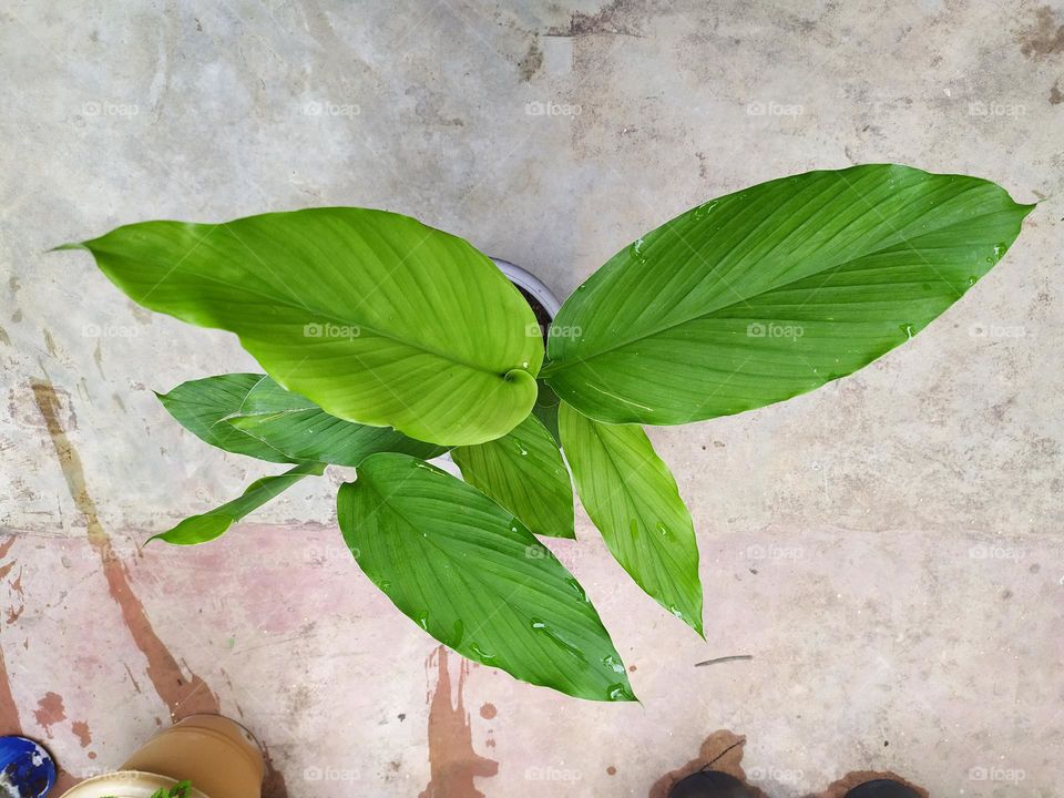 turmeric leaf with tree