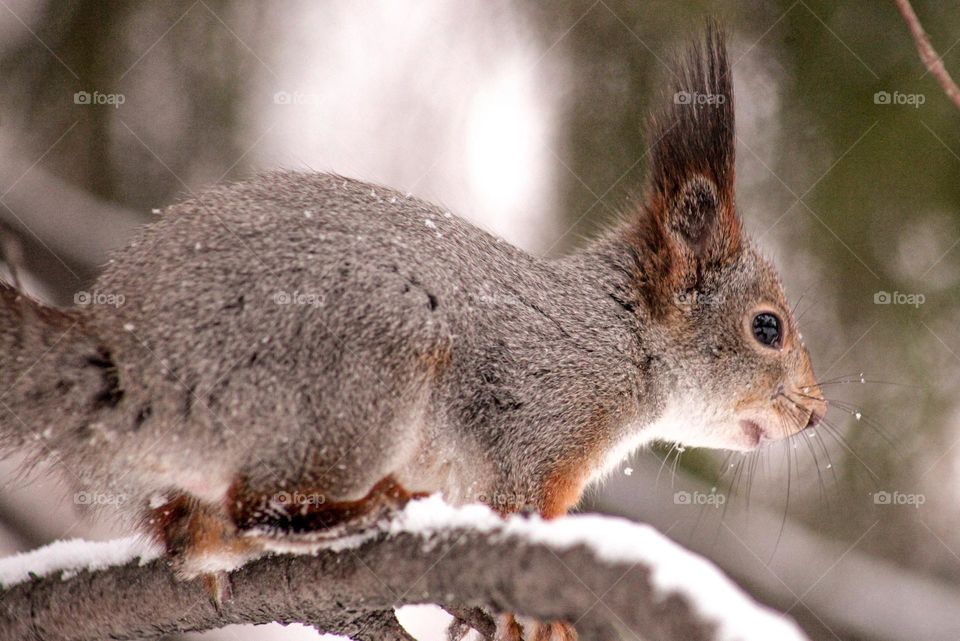 Squirrel beauty