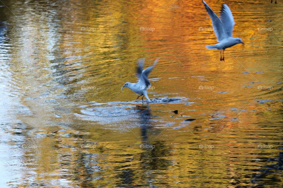 Bird, Water, Seagulls, Lake, Reflection