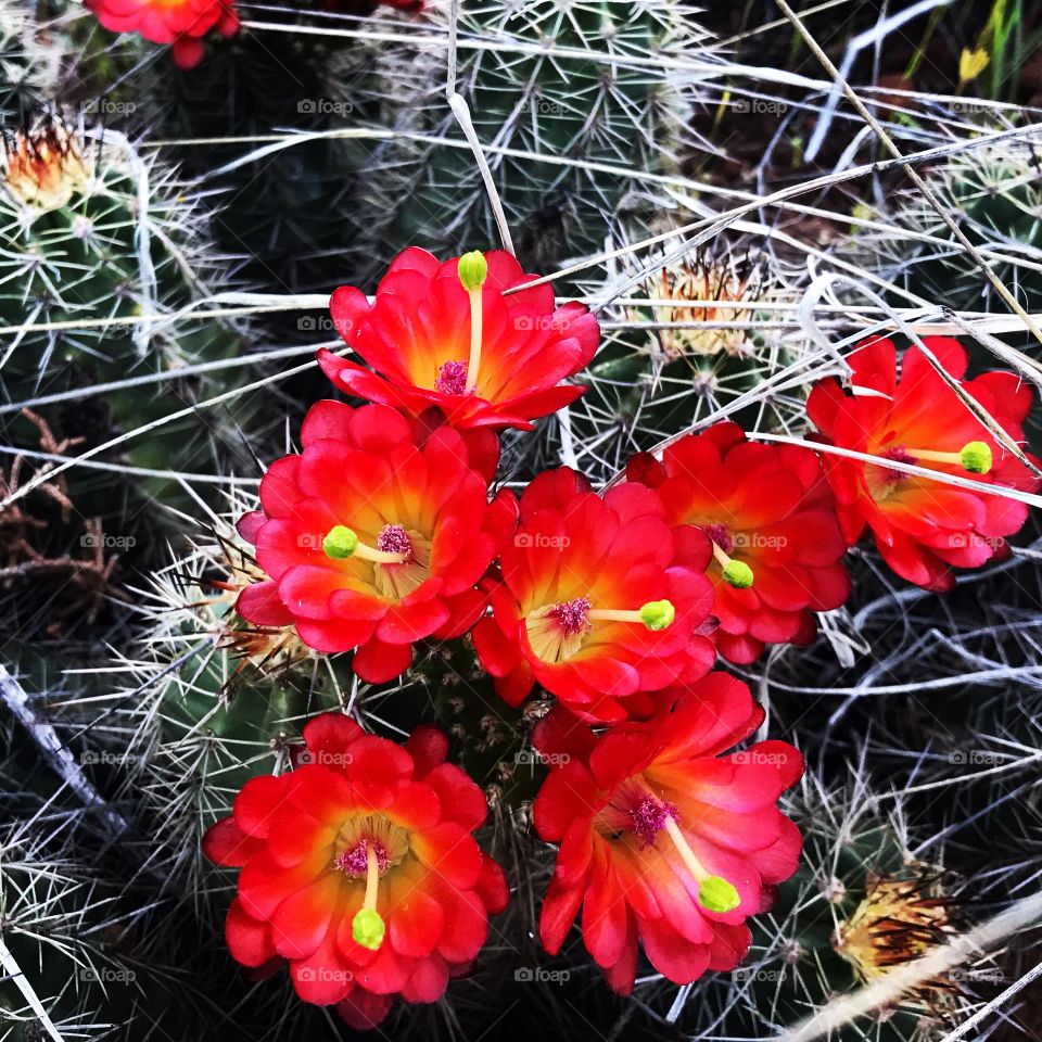 Cactus flowers 