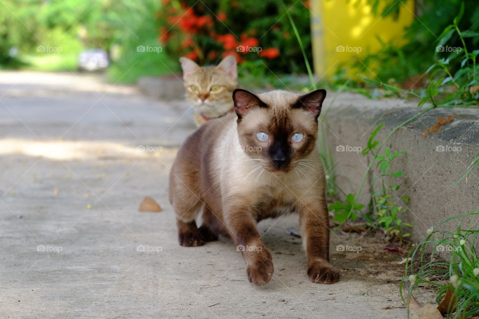 Funny cat nana and simork