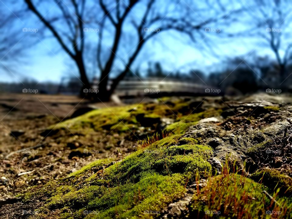 Nice day at the park, overlooking the lake over the bridge. Blue sky, no clouds. Grass is starting to turn green. Moss is growing around the roots of the tree.