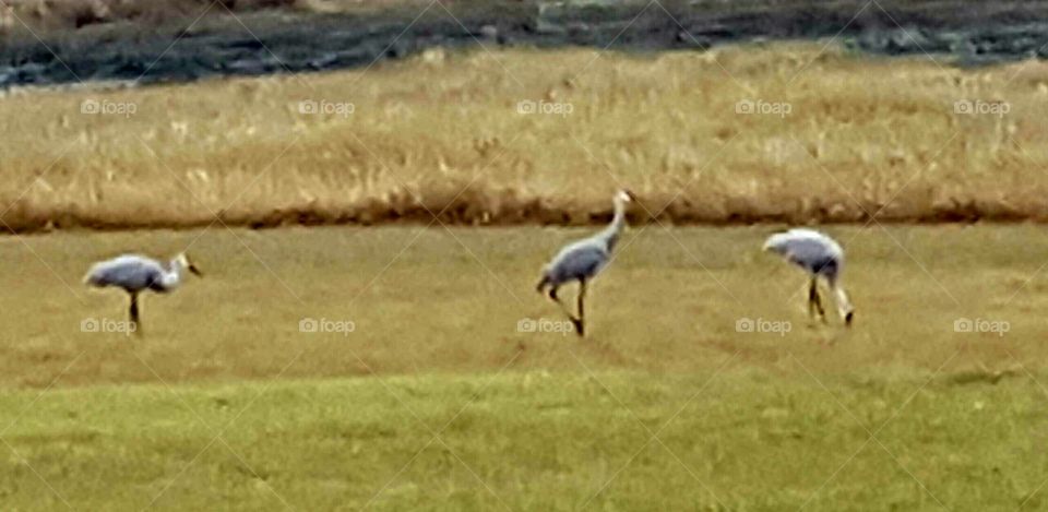 cranes on lakebed