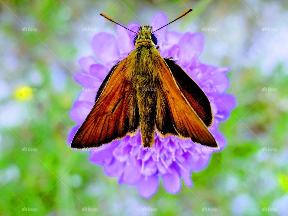 Macro close-up of a small skipper butterfly on a purple scabious flower with green meadow in the background