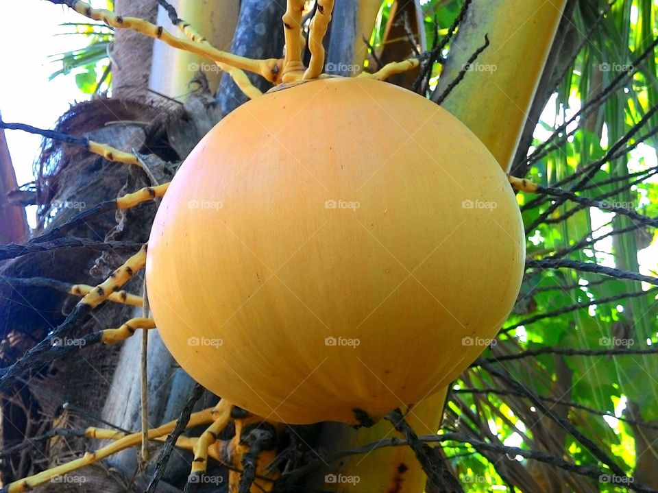 The Yellow Coconut