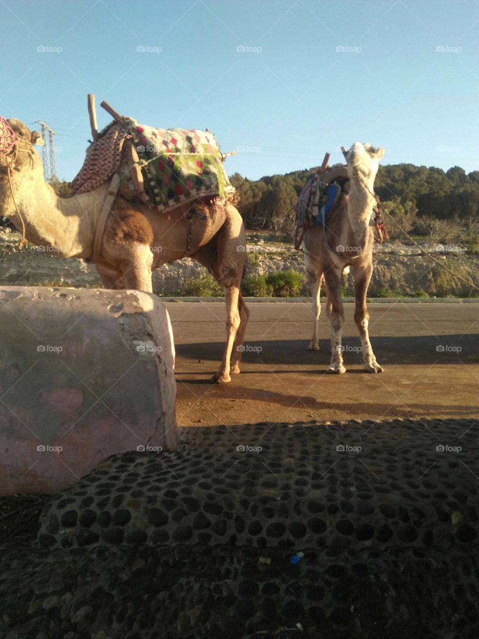 Camels