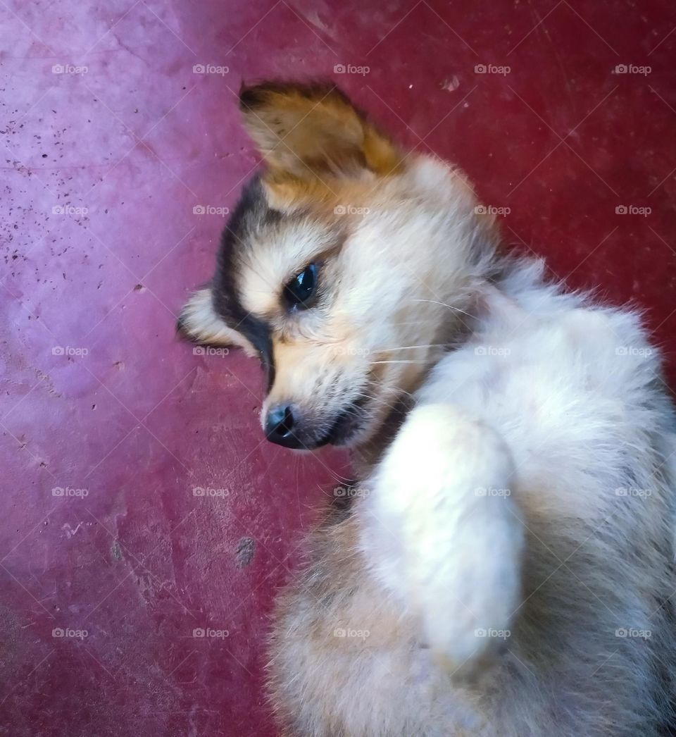 This is a capture of a cute puppy.It is playing by laying on the ground. This puppy is in eye catching colours. It's eyes seems so clear and it's ears are straight. Nice puppy ....๐ถ๐